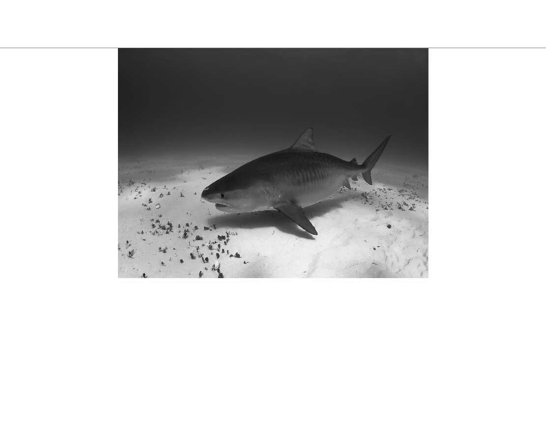 Ansicht des Badrückwand-Motivs Tigerhai unter Wasser 604 schwarz-weiß