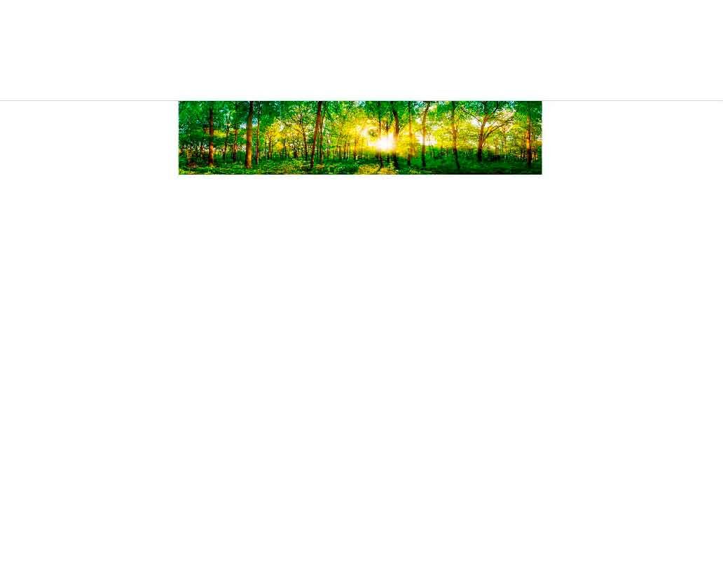 Ein strahlender Sonnenaufgang im dichten, grünen Wald mit Bäumen und Lichtstrahlen, die durch das Blätterdach scheinen.