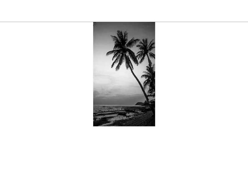 Palmen in einer Schwarz-Weiß-Aufnahme an einem Strand mit Blick auf das Meer und den Himmel bei Sonnenuntergang.