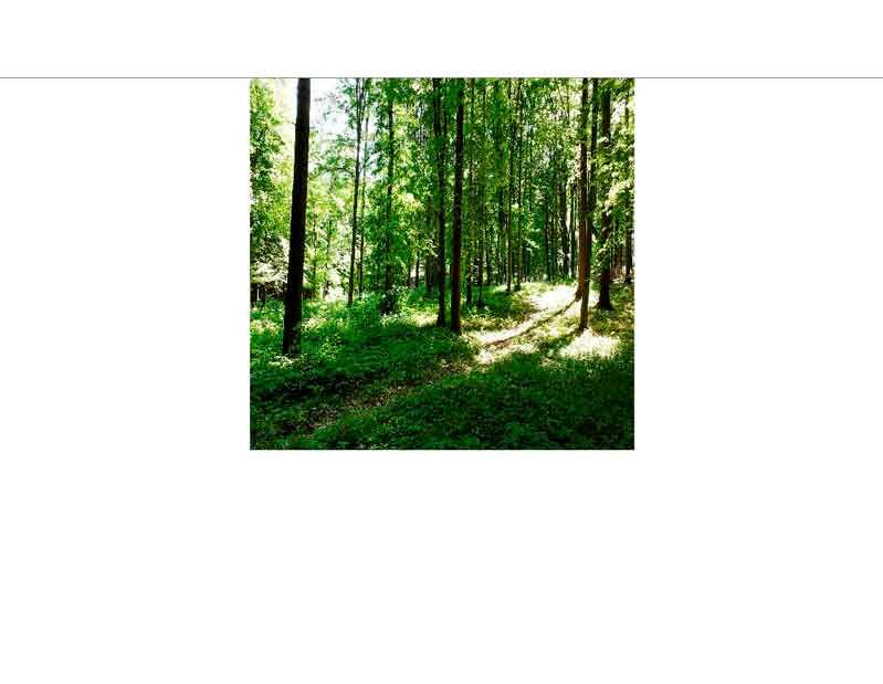 Ein einladender Waldweg mit Sonnenlicht, das durch die Bäume fällt, umgeben von üppigem Grün