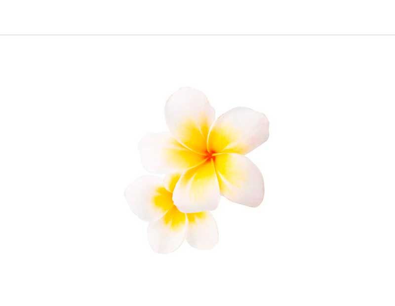 Nahaufnahme einer weißen und gelben Plumeria-Blume mit zarten Blütenblättern vor weißem Hintergrund