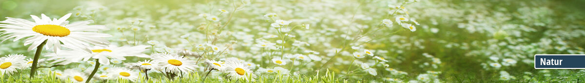 Kategoriebanner Motiv Natur Kategoriebanner Rückwand Motiv Natur