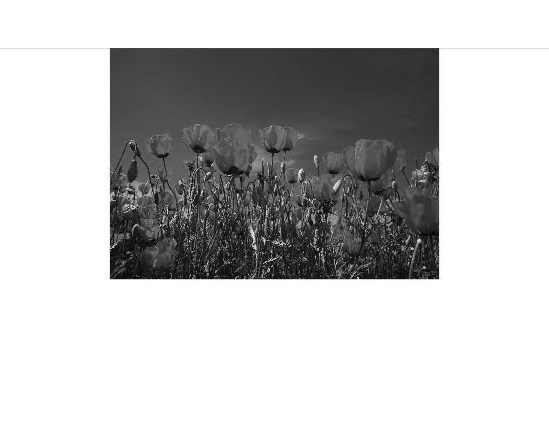 Ansicht des Duschrückwand-Motivs Mohnblumen vor tiefblauem Himmel 126 schwarz-weiß