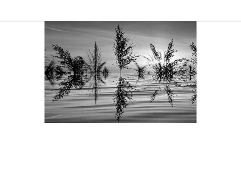 Bäume spiegeln sich im ruhigen Wasser, Schwarz-Weiß-Fotografie