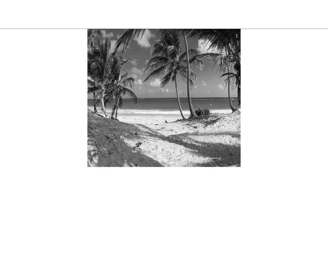 Ansicht des Badrückwand-Motivs schöner Strand und tropisches Meer mit Palmen 236 schwarz-weiß