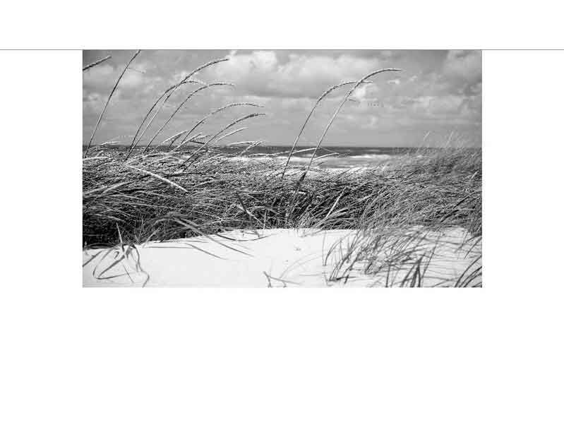 Schwarz-Weiß- Bild von Dünen mit Gräsern und Meer im Hintergrund