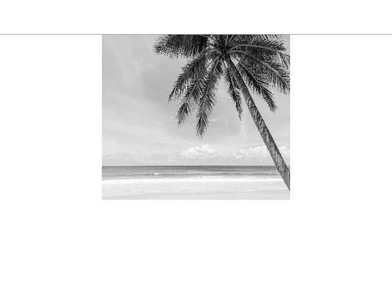 Eine Palme, die sich über einen ruhigen Strand in monochromem Stil neigt