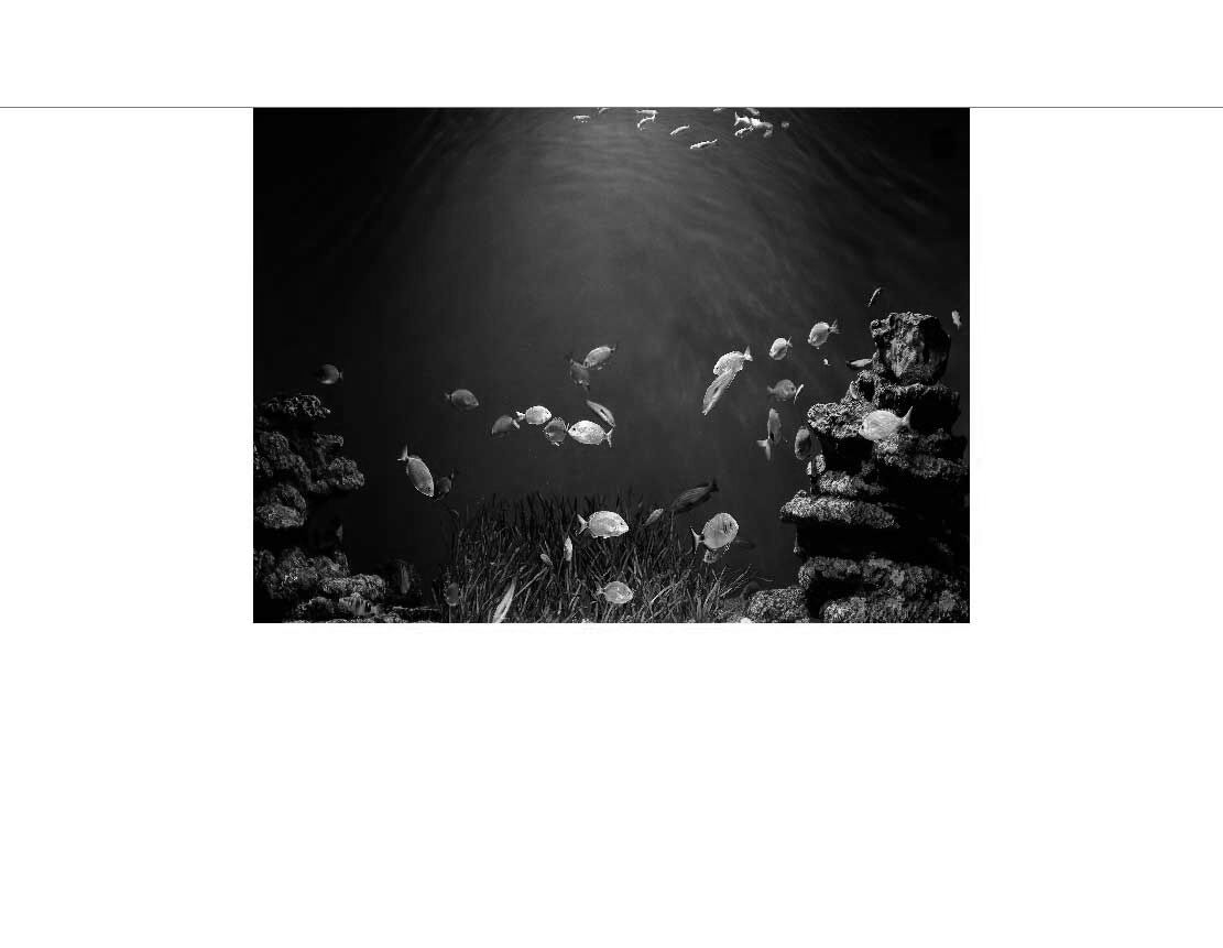 Ansicht des Badrückwand-Motivs Fische im blauen Meer 975 schwarz-weiß