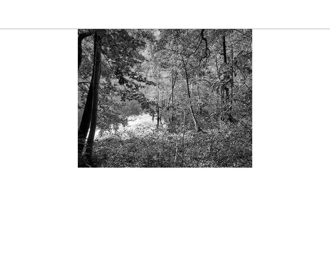 Ansicht des Badrückwand-Motivs Blick durch grüne Bäume auf den Waldsee 061 schwarz-weiß
