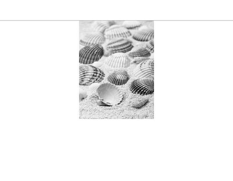 Ein Arrangement aus Muscheln im Sand in schwarz-weiß fotografiert