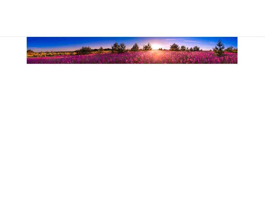 Ein Panorama einer weiten Blumenwiese mit pinken Blüten unter einem klaren blauen Himmel bei Sonnenuntergang.