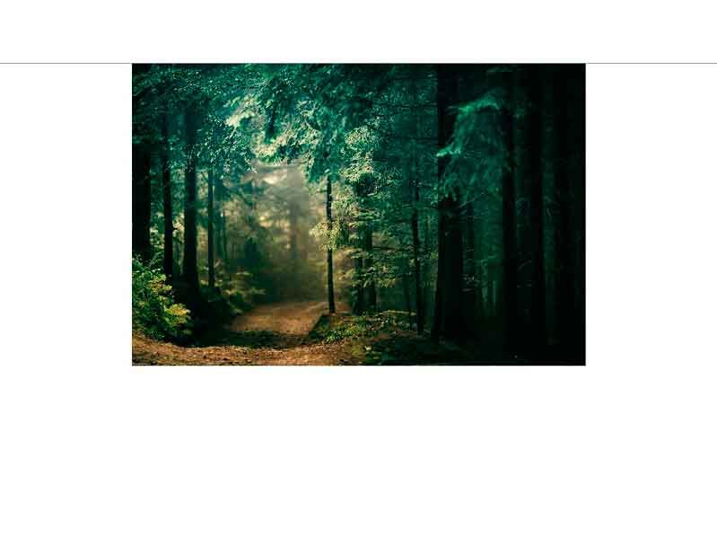 Ein schmaler Pfad führt durch einen dichten, nebelverhangenen Wald, beleuchtet von sanftem Sonnenlicht.