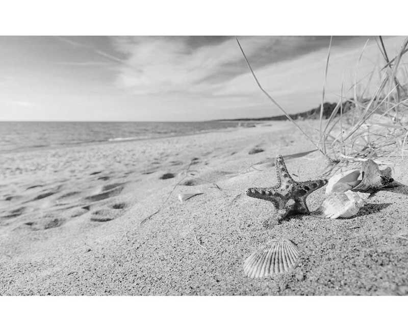 Ein Sandstrand mit Muscheln und einem Seestern in Schwarz-Weiß, das Meer im Hintergrund