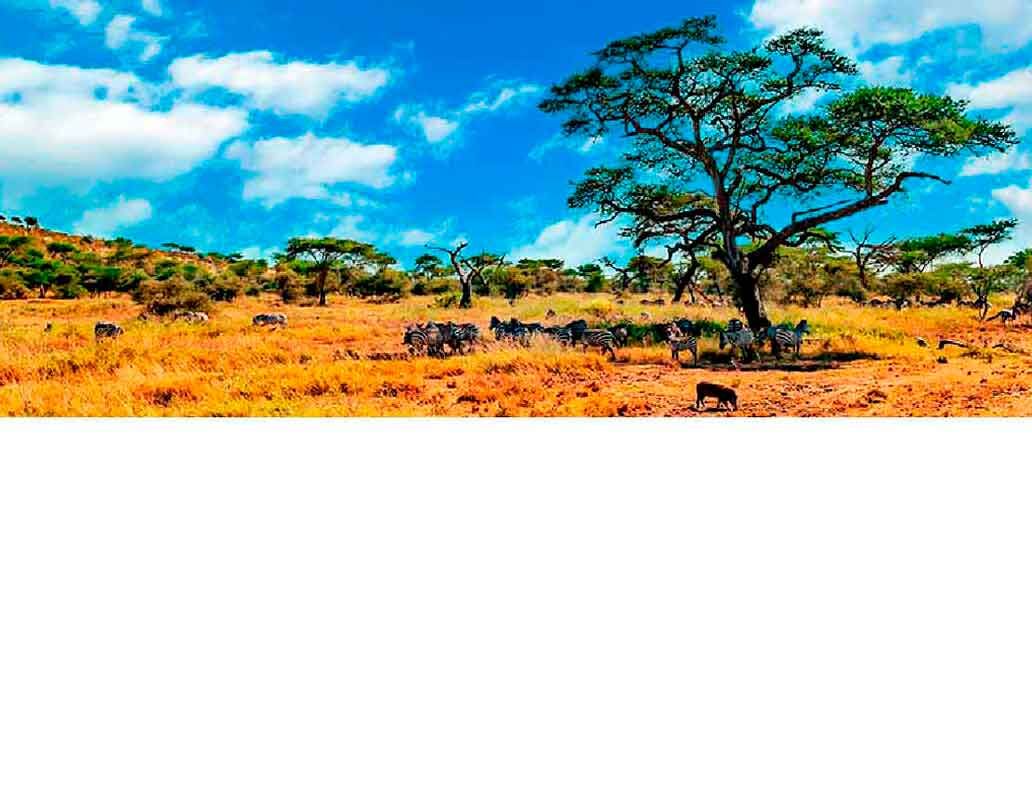 Zebras stehen unter einem Akazienbaum in der afrikanischen Savanne, umgeben von trockenem Gras und blauem Himmel.