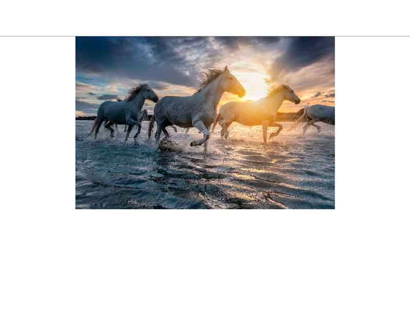 Vier weiße Pferde laufen dynamisch durch eine Wasserlandschaft, während die Sonne am Horizont untergeht und dramatische Wolken den Himmel füllen.