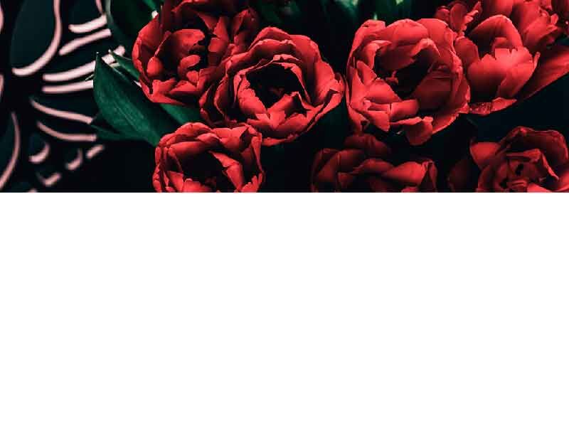 Nahaufnahme von roten Rosen mit grünen Blättern, präsentiert vor einem dekorativen Hintergrund
