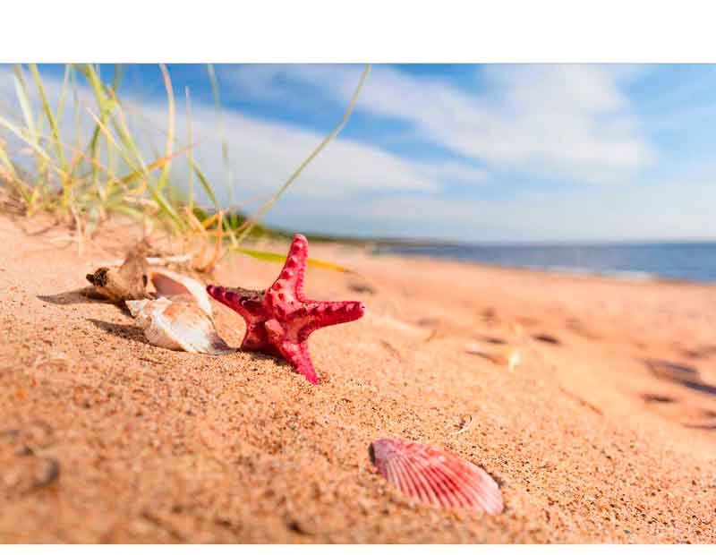 Ein roter Seestern und Muscheln liegen am Sandstrand, im Hintergrund das Meer und blauer Himmel