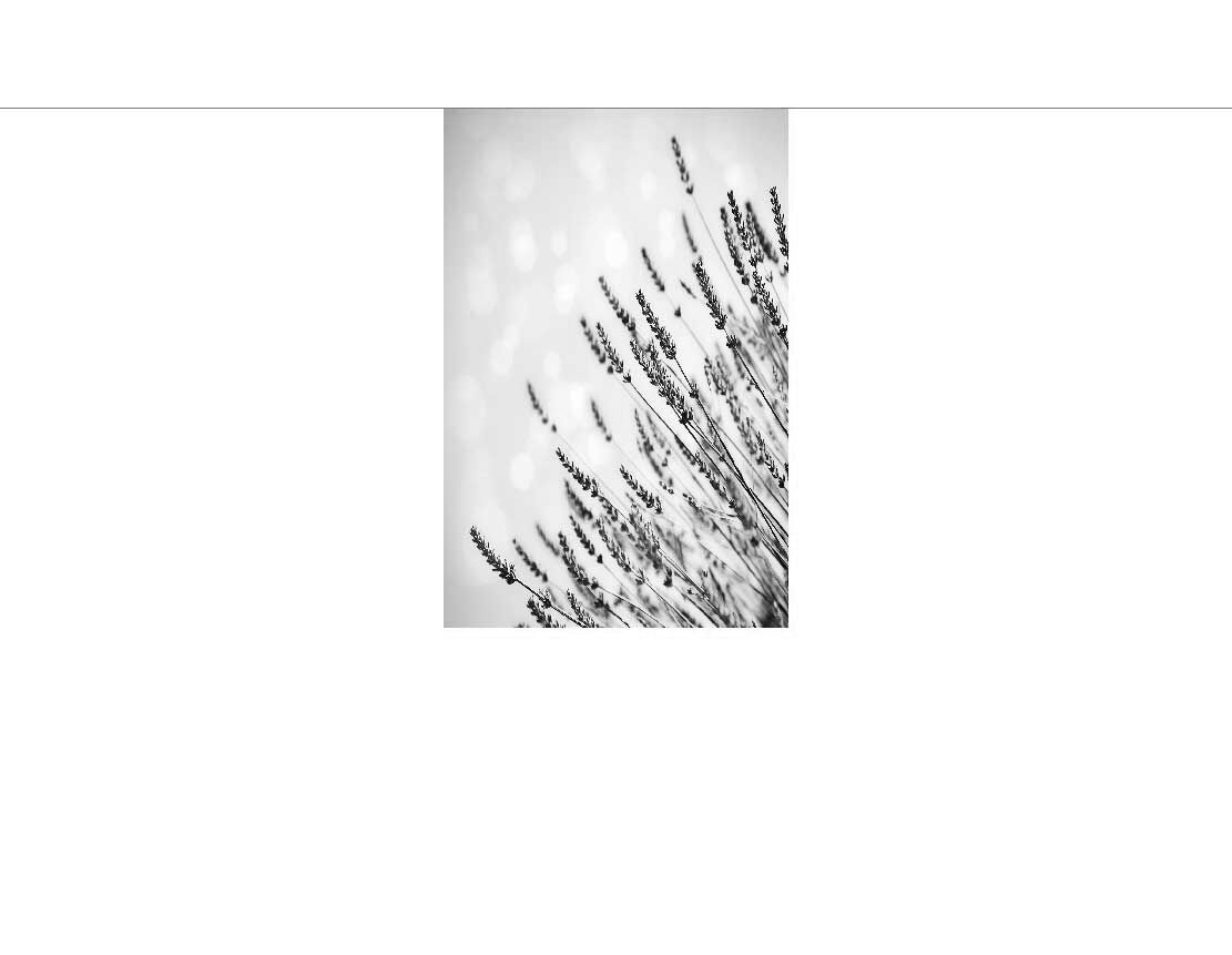 Ansicht des Badrückwand-Motivs Lavendel Blume 530 schwarz-weiß