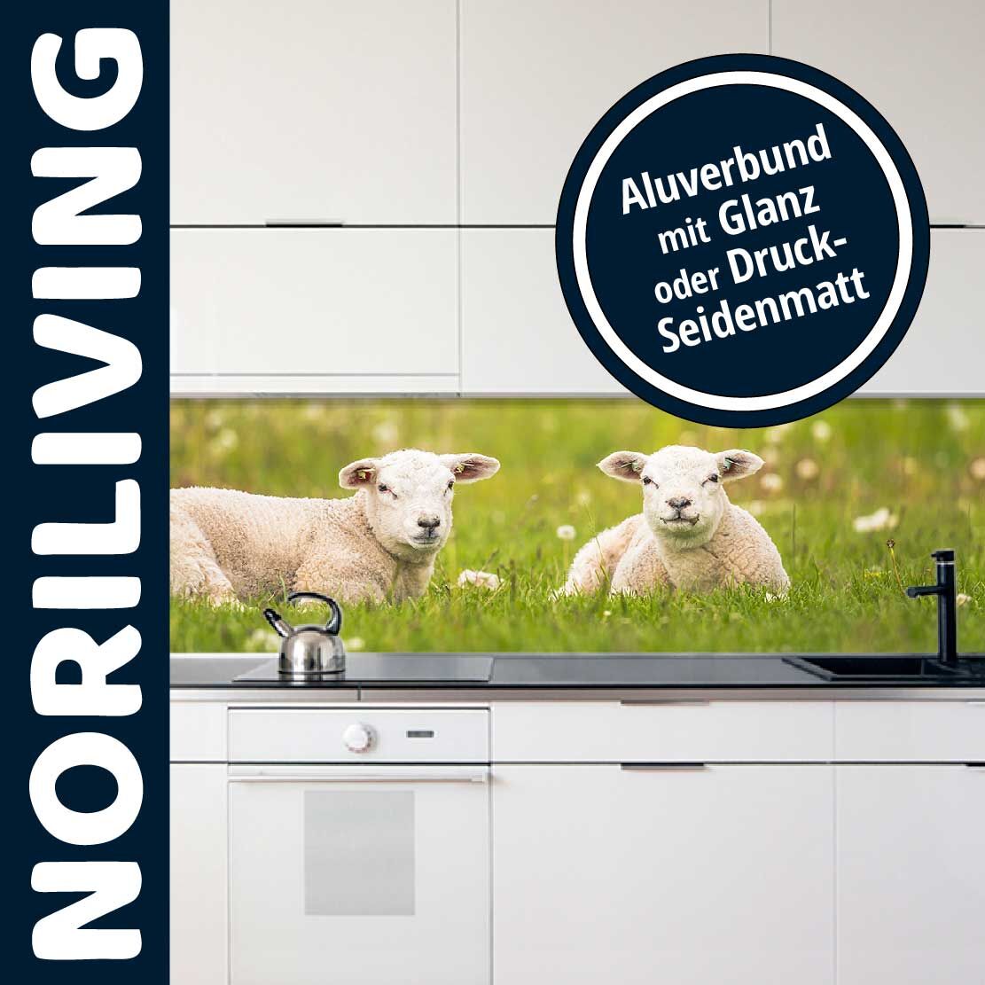 Küchenrückwand von Noriliving mit Schafmotiv in Aluverbund, wahlweise glänzend oder seidenmatt