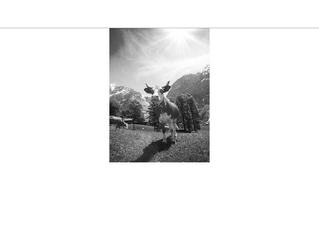 Schwarz-weiß-Foto einer Kuh auf einer grünen Weide in einer Berglandschaft bei Sonnenschein