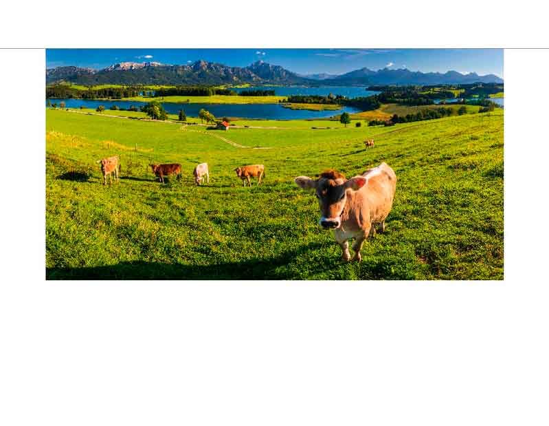 Landschaftsaufnahme mit Kühen auf einer Weide vor einer Bergkulisse und einem See im Hintergrund