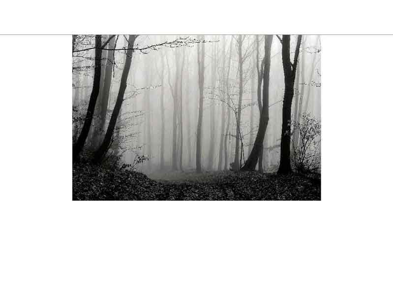 Ein nebliger Wald mit kahlen Bäumen und dichtem Nebel, der eine geheimnisvolle Atmosphäre schafft.
