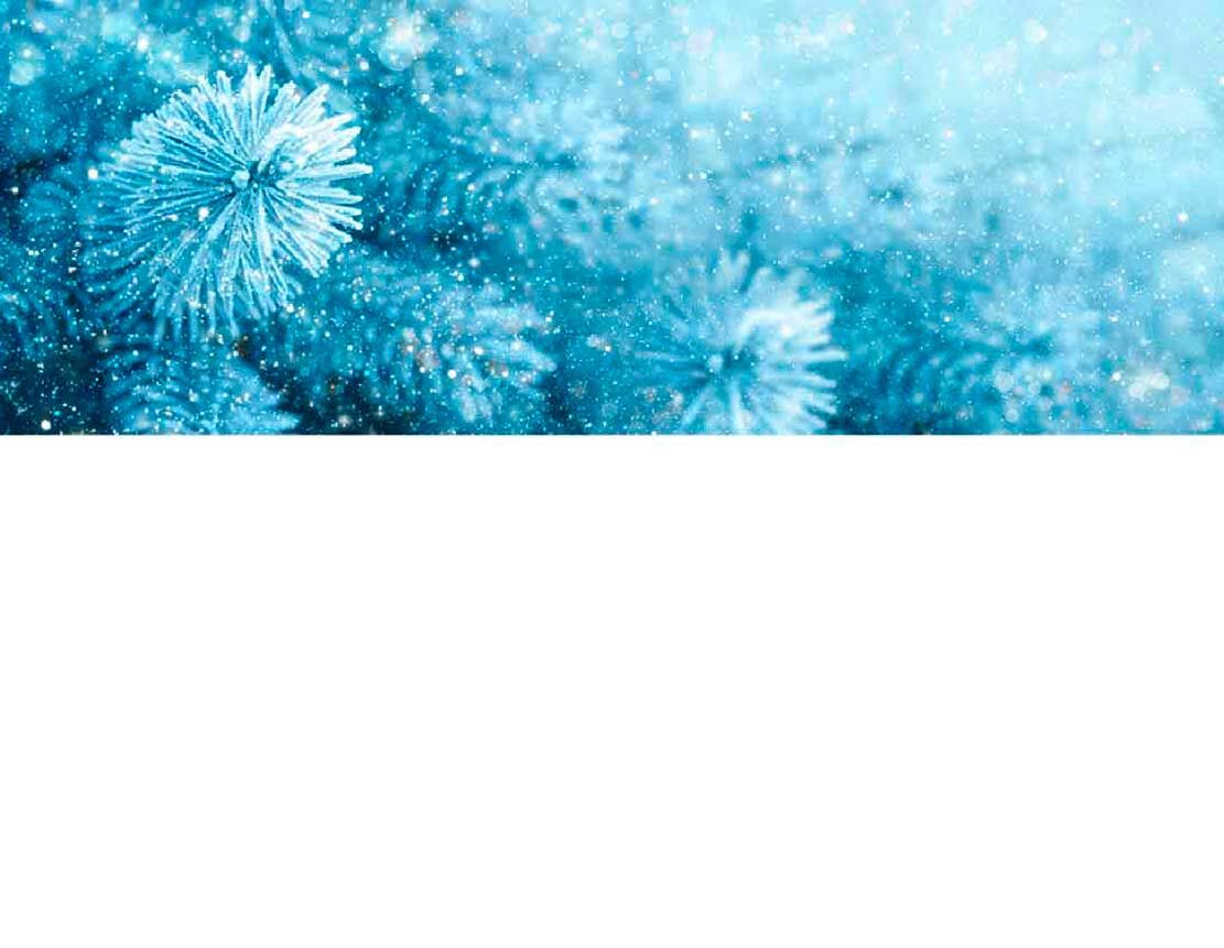 Nahaufnahme von frostbedeckten Tannenzweigen in einer winterlichen Kulisse
