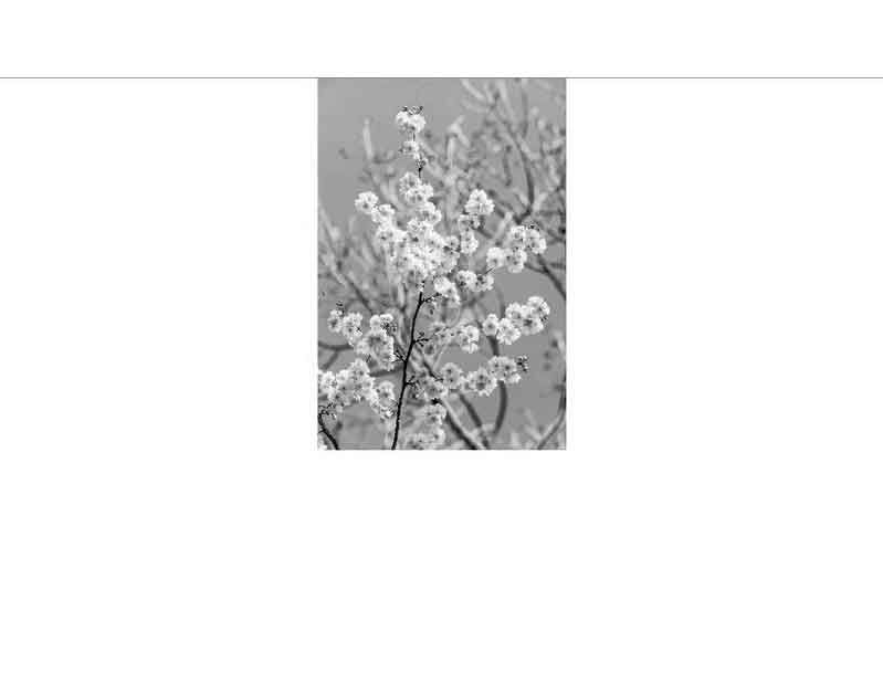 Schwarz-Weiß-Foto von Kirschblüten an einem Ast, die in voller Blüte stehen