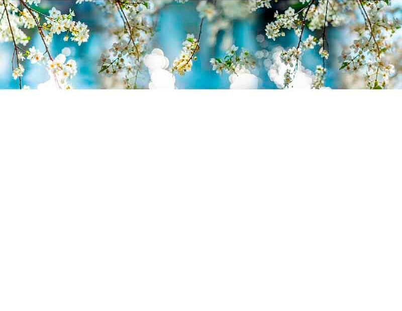 Nahaufnahme von blühenden Kirschzweigen mit weißen Blüten vor einem strahlend blauen Himmel