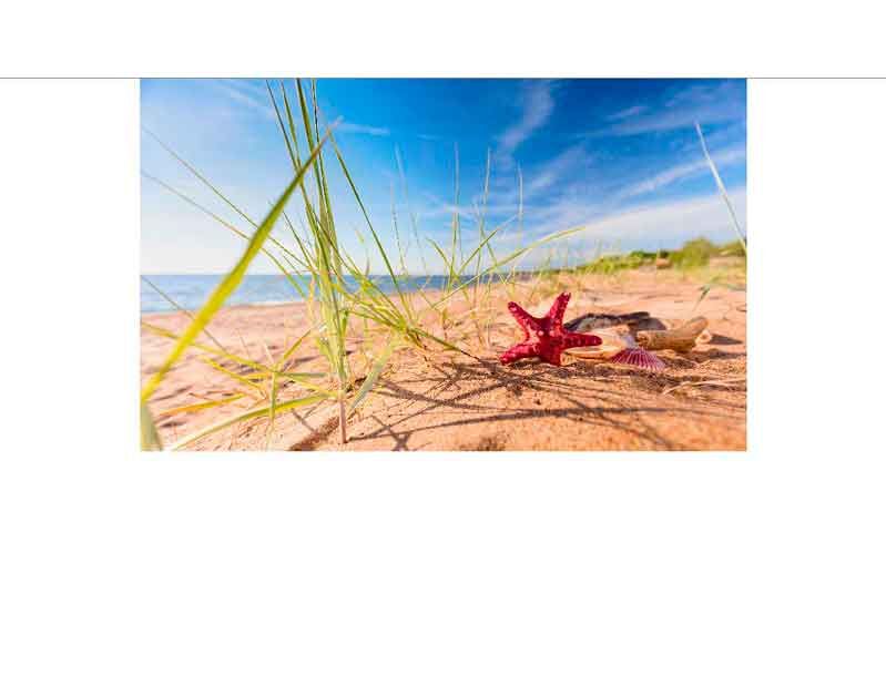 Ein roter Seestern und Muscheln liegen auf einem sandigen Strand mit blauem Himmel und Meer im Hintergrund.