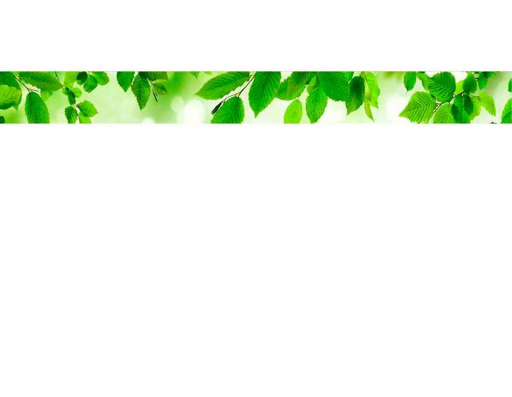 Grüne Blätter hängen von Ästen vor einem hellen Hintergrund