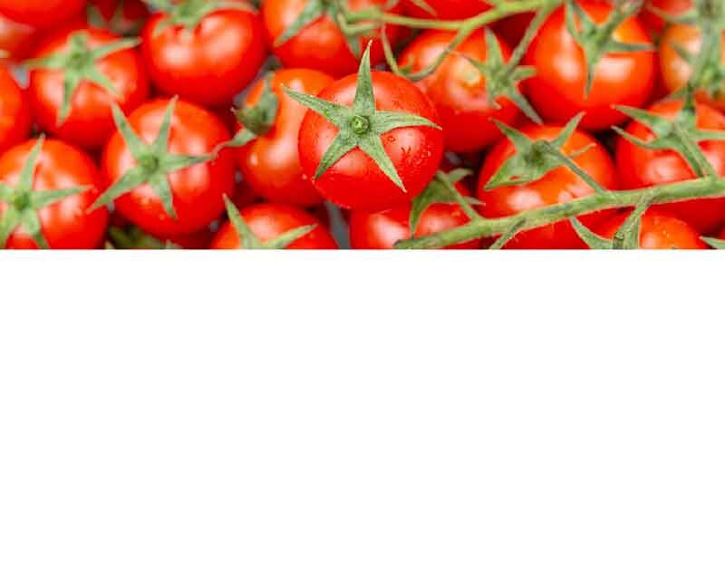 Nahaufnahme von roten Tomaten an einem Zweig, frisch und appetitlich