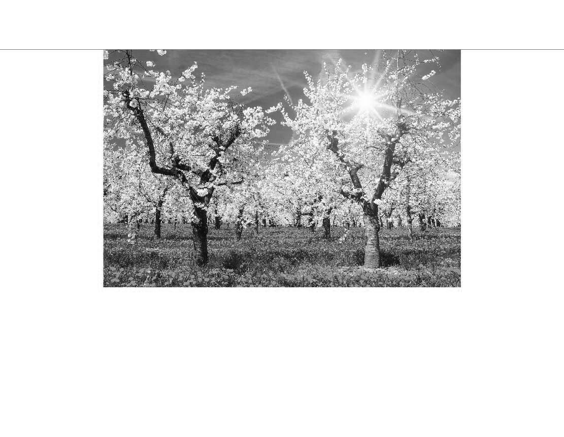 Ansicht des Badrückwand-Motivs Apfelbaumplantage in Blüte 851 schwarz-weiß