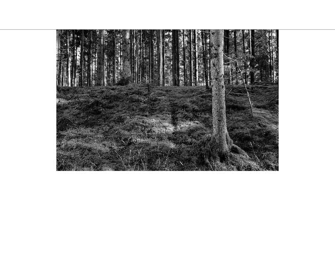 Ansicht des Badrückwand-Motivs Wald mit grünem Moos im Sonnenlicht 576 schwarz-weiß